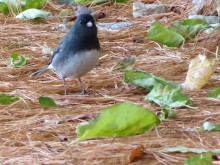 Dark-eyed Junco