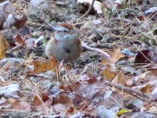 American Tree Sparrow