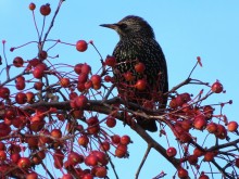 European Starling