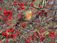 American Robin