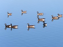 Canada Geese