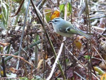 Golden-crowned Kinglet