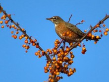 American Robin