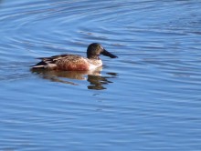 Northern Shoveler