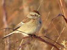 American Tree Sparrow