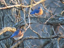 Eastern Bluebirds