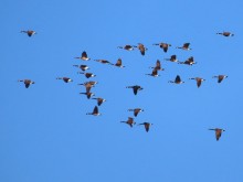 Canada Geese