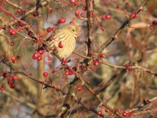 House Finch.