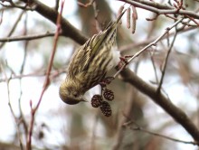 Pine Siskin