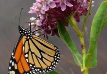 monarch adult on milkweed