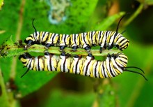 monarch larva