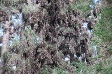 Clusters of Monarchs at El Rosario