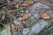 Deceased monarchs at Sierra Chincua Sanctuary.