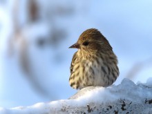 Pine Siskin