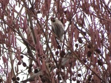 Common Redpolls