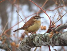 Carolina Wren.