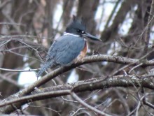 Belted Kingfisher 