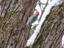 Red-bellied Woodpecker