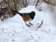 Spotted Towhee