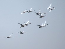 Tundra Swans