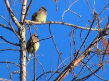 Cedar Waxwings