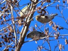 Pine siskins