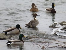 Northern Pintail