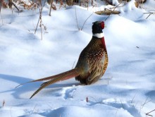 Ring-necked Pheasant