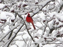 Northern Cardinal