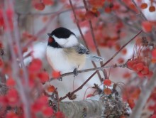 Black-capped Chickadee