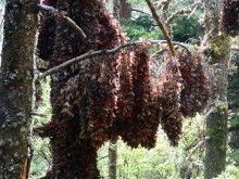 Cerro Pelon Cluster #1