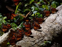 Basking monarchs.