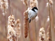 Black-capped Chickadee