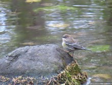 Yellow-rumped Warbler