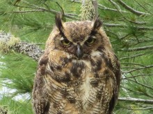 Great Horned Owl 