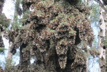 Monarchs clustered at Sierra Chincua Sanctuary.