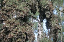 Monarchs clustered at Sierra Chincua Sanctuary.