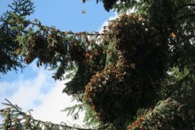 Monarchs clustered at Sierra Chincua Sanctuary.