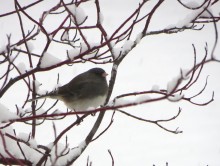 Dark-eyed Junco