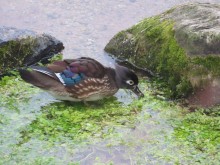 Wood Duck 