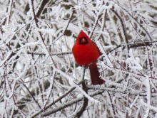 Northern Cardinal 