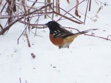 Spotted Towhee 