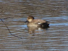 Gadwall