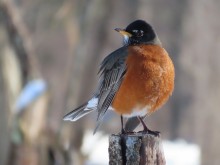 American Robin 