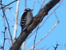 Downy Woodpecker