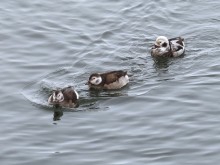 Long-tailed Ducks 