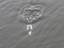 Long-tailed Duck 