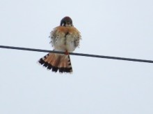 American Kestrel 