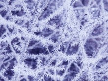 Rime on Tree Branches