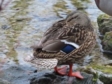 Female Mallard